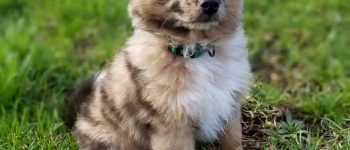 blue eyed Aussie Pom sitting on grass