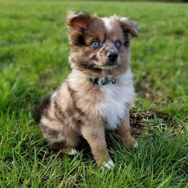 the exuberant Aussie the right dog breed for you? - K9 Web