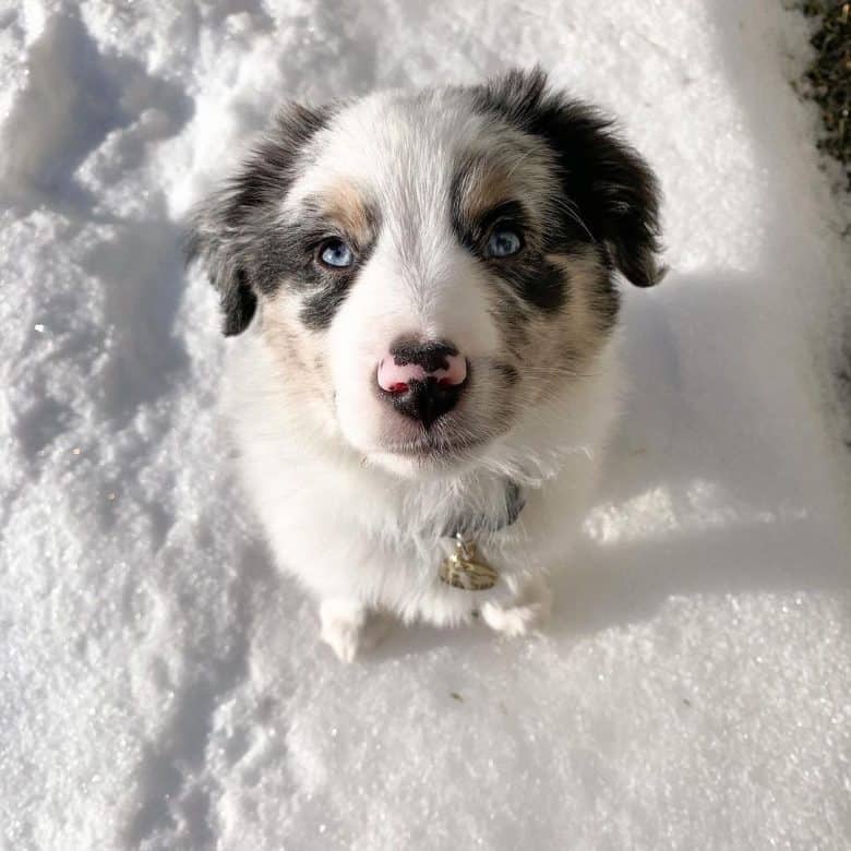 A Mini Australian Shepherd puppy sitting on snow