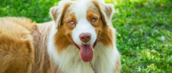 A Red Merle Australian Shepherd laying on grass