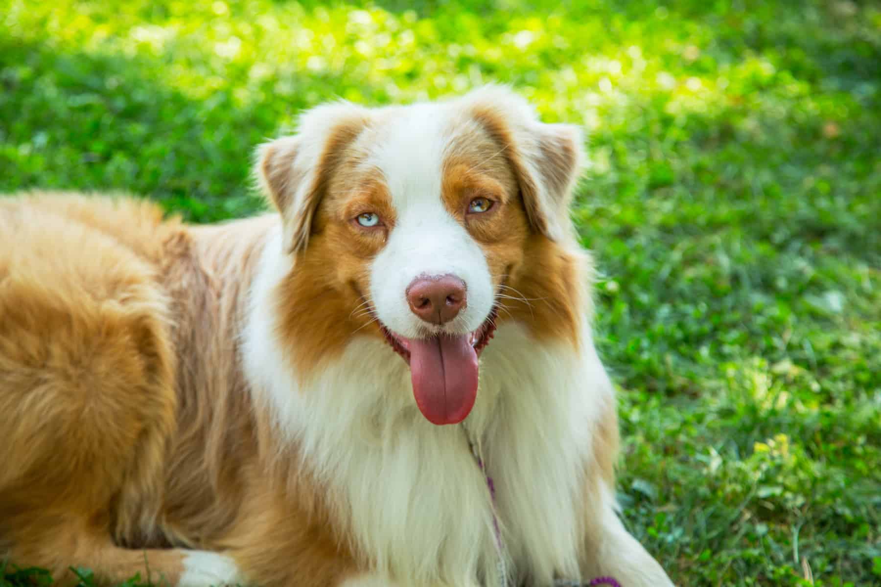 Encommium nylon nærme sig Get to Know the Unique Red Merle Australian Shepherd - K9 Web