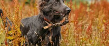a Blue German Shepherd biting a branch on a hike