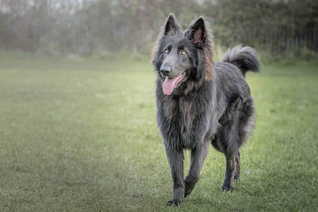 Is the Blue German Shepherd really blue? Find out here! - K9 Web