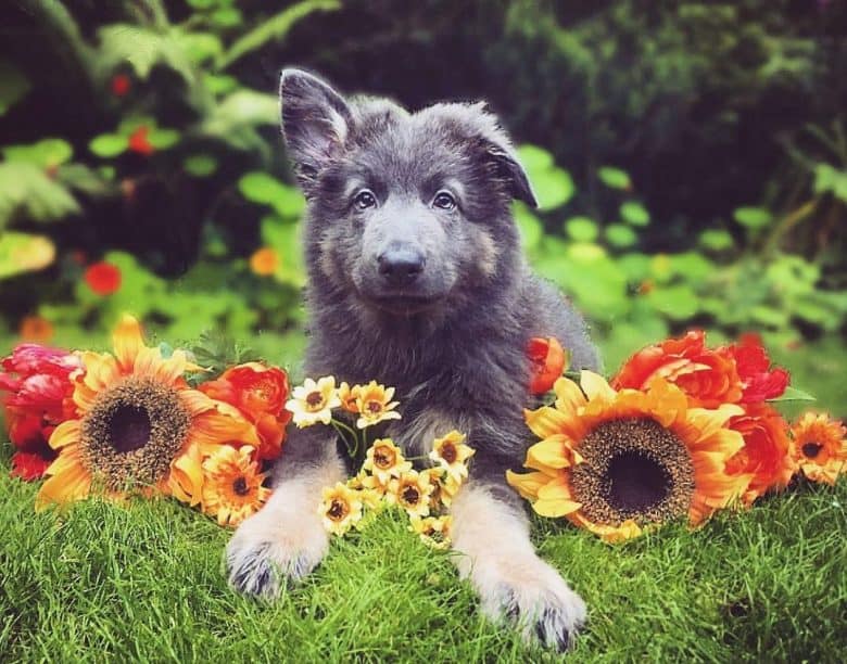 A Blue German Shepherd puppy with sunflowers