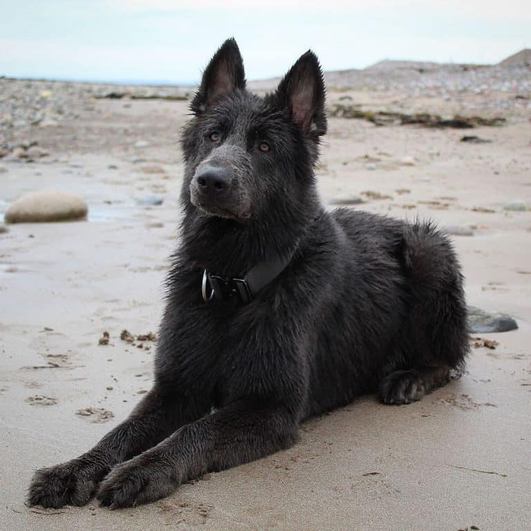 Is the Blue German Shepherd really blue? Find out here! K9 