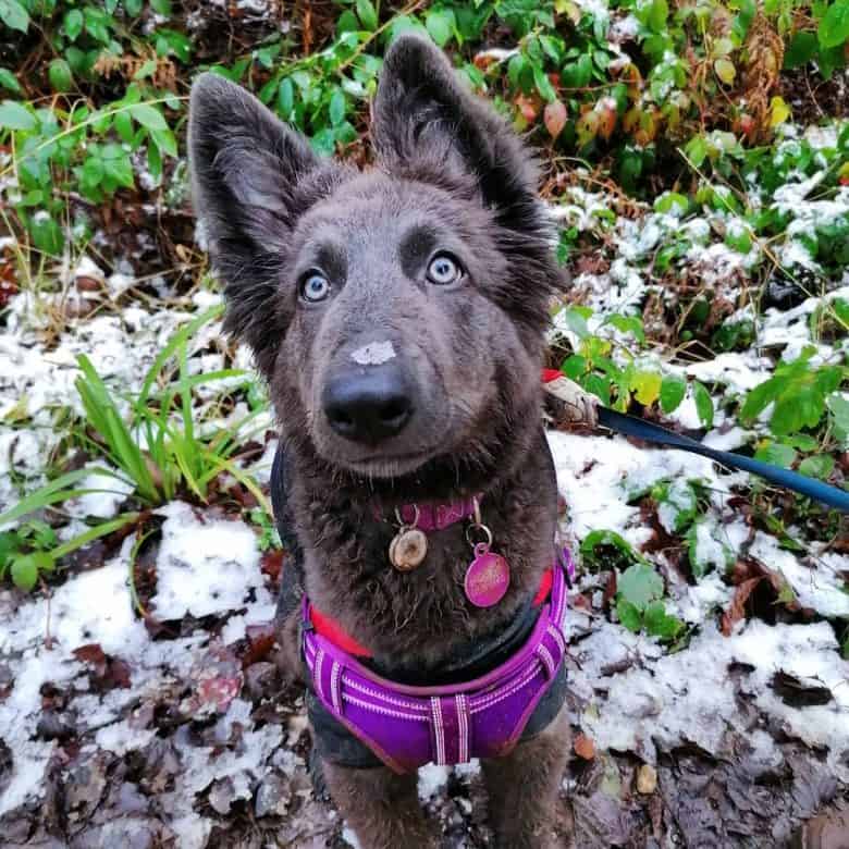 A Blue GSD puppy looking up and enjoying a walk