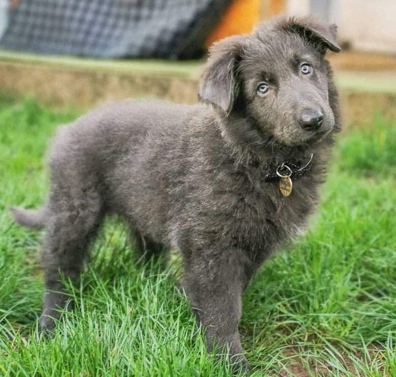 Blue shop gsd puppies