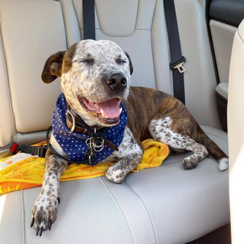 Blue Heeler and Pit Bull mix dog inside the car
