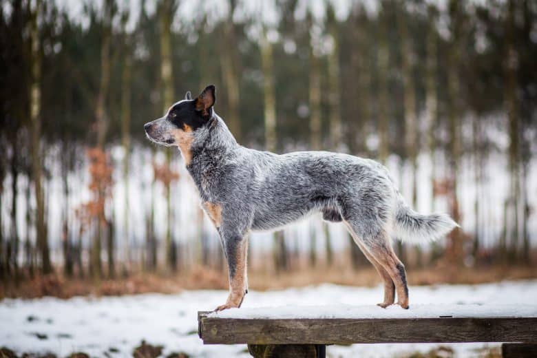 A purebred Blue Heeler