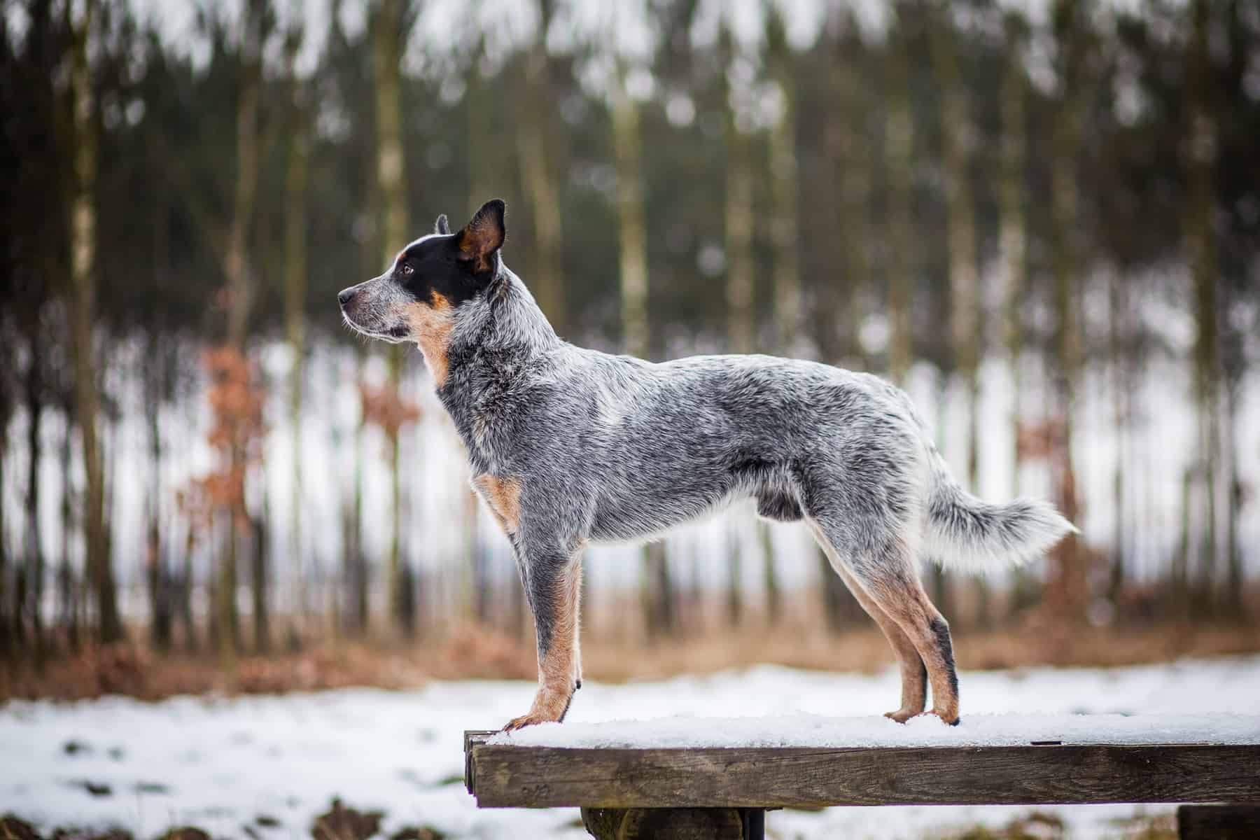 What you should know about the clever Blue Heeler Lab mix K9 