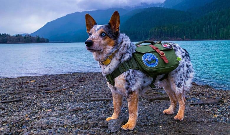Blue Heeler Australian Cattle mix working as service dog