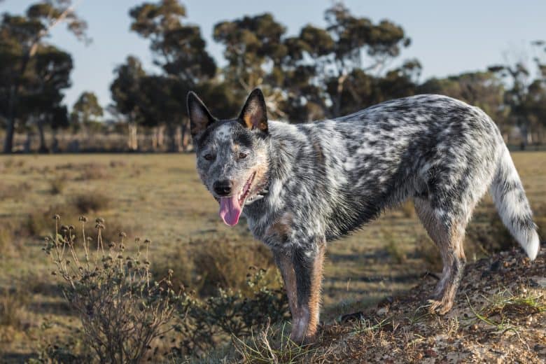 A full-bred Blue Heeler dog