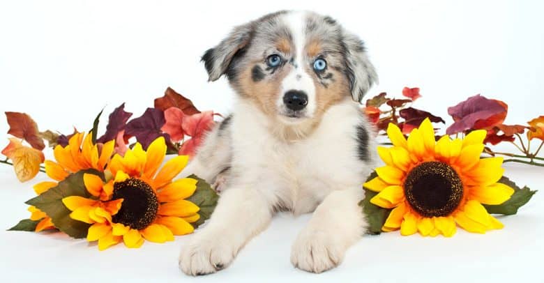 Blue Merle Australian Shepherd lying with flowers