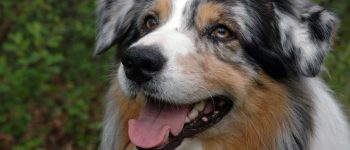 Blue Merle Australian Shepherd dog portrait