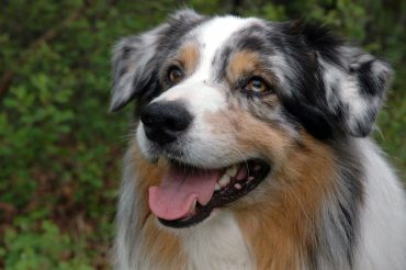 Blue Merle Australian Shepherd dog portrait