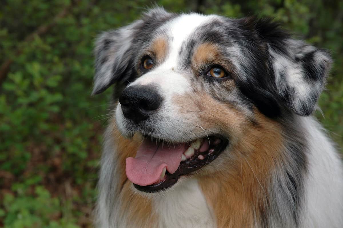Wreck skuffe frihed The best Australian Shepherd names for your Aussie dog - K9 Web