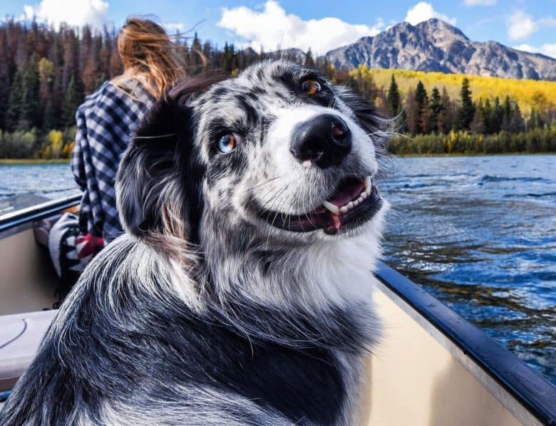 Solid blue merle australian sales shepherd