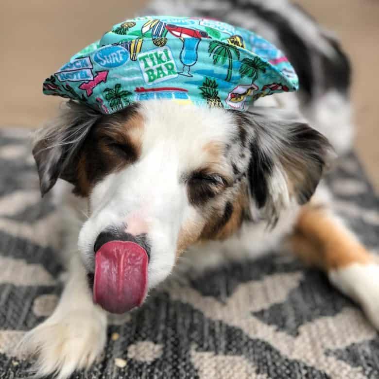 Blue Merle Australian Shepherd wearing a hat while eating