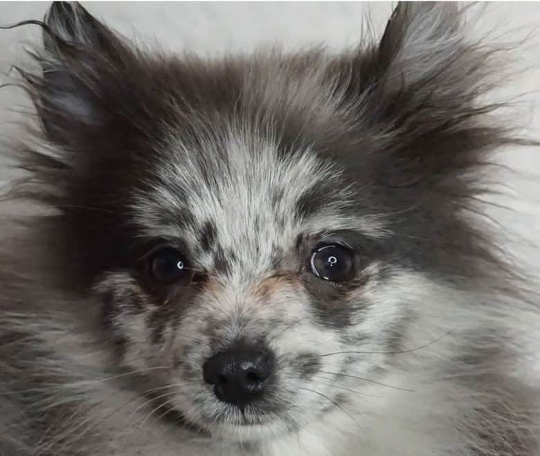 Blue merle Pomeranian dog close-up portrait