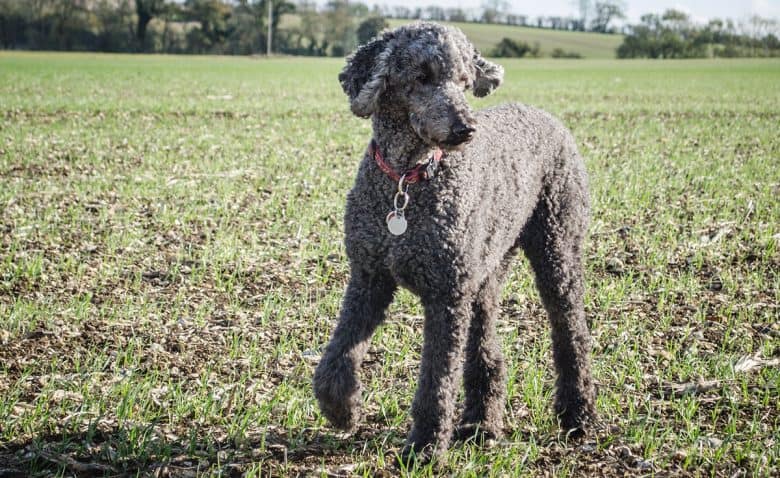 Blue Poodle dog walking on the field