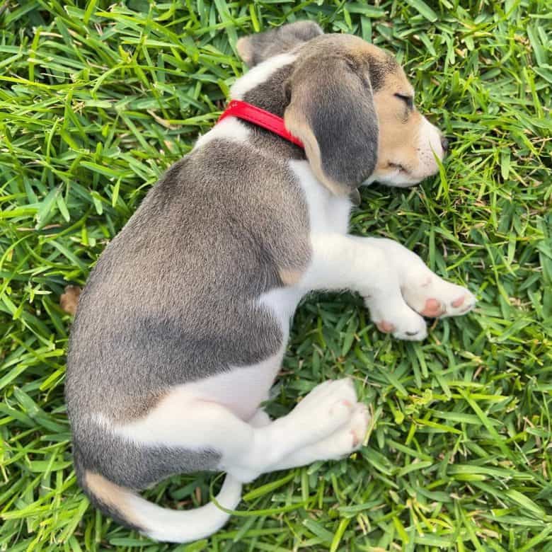 Blue tan white colored Beagle puppy sleeping on the grass