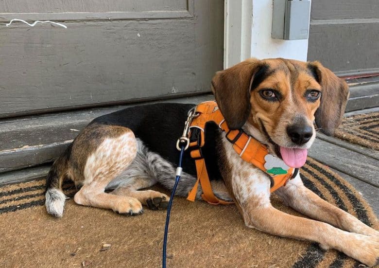 Bluetick Beagle mix dog lying and panting