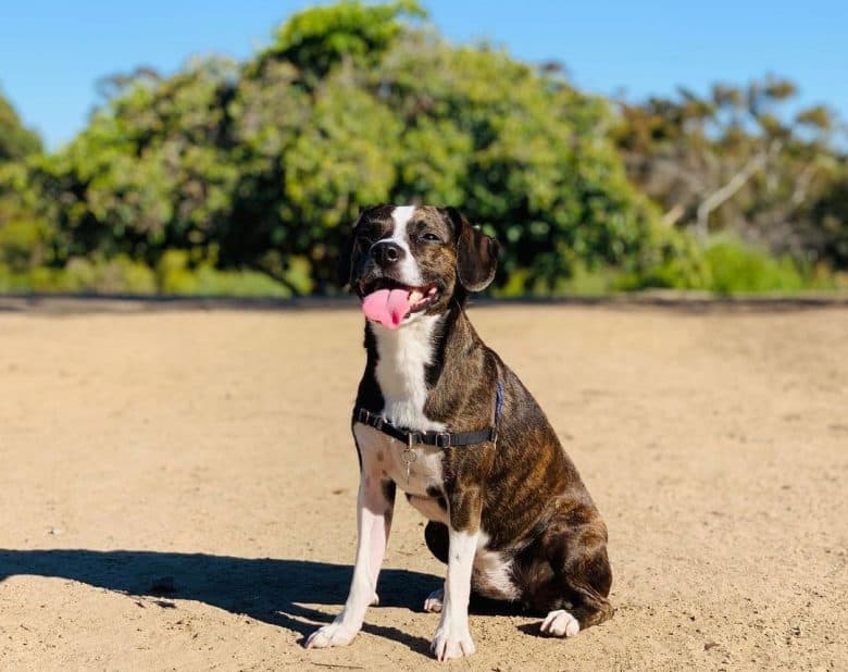Beagle Boston Terrier mix dog sitting and panting under the sun