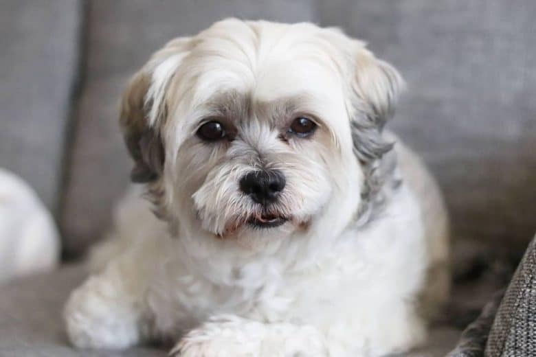 Bolognese and Shih Tzu mix dog portrait