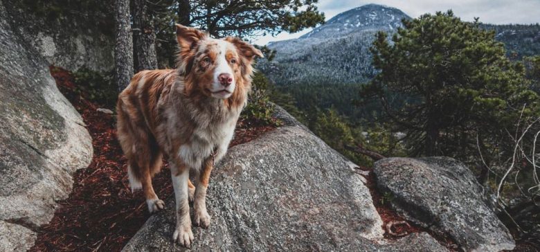 Border-Aussie mix dog standing on the rocky hill