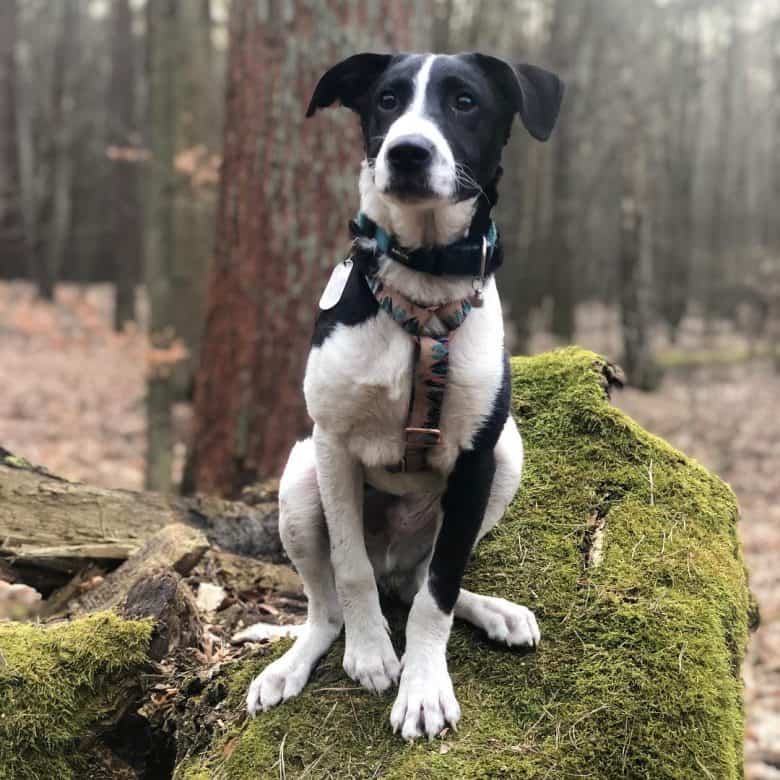 Border Collie and Pit Bull mix dog posing in the woods