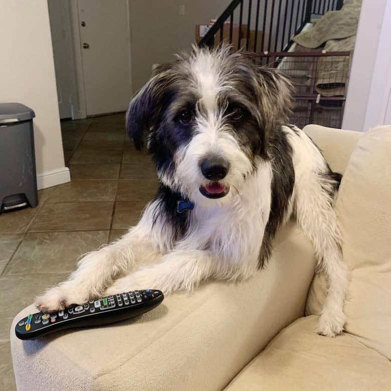 Border Collie and Schnauzer mix dog playing a remote control