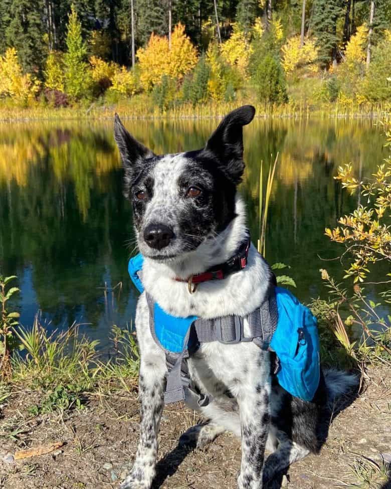 A Border Collie Blue Heeler mix hiking 