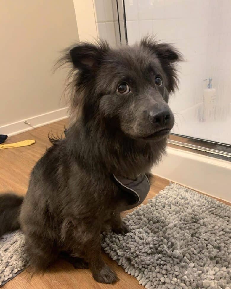 Border Collie Chow mix dog portrait