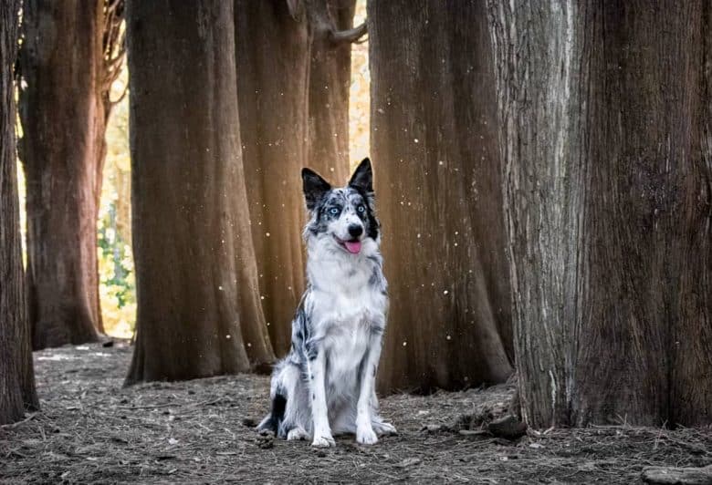 A majestic Border Collie sitting in a forest