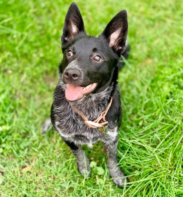 A Border Collie Heeler looking smart and sharp for photo