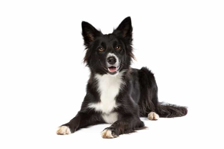 An adorable Border Collie