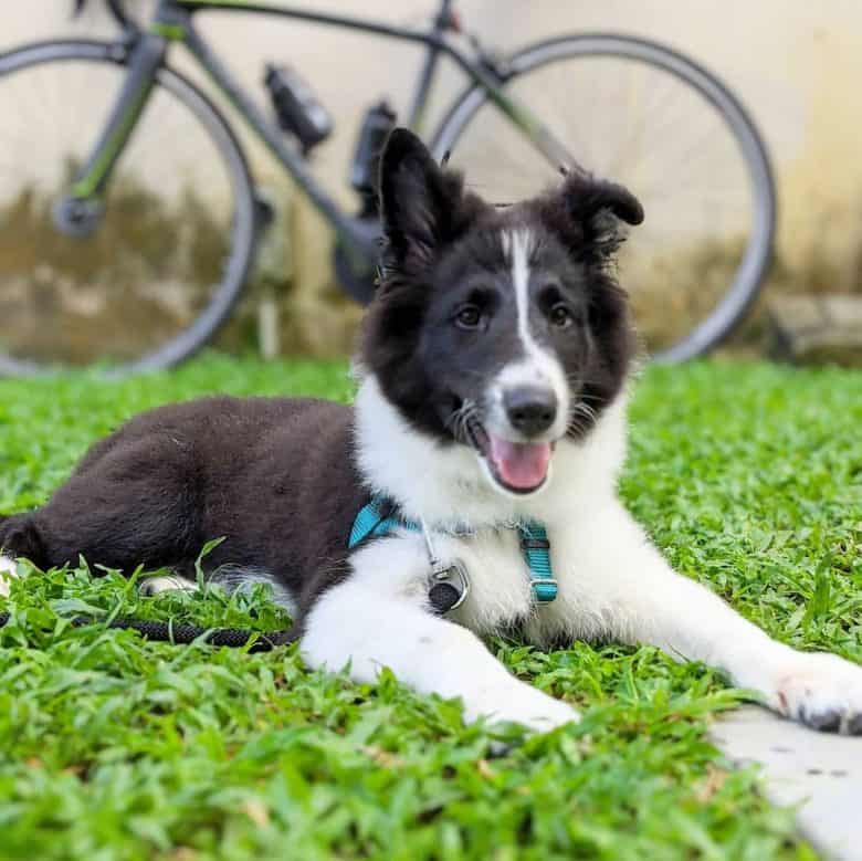 A Border Collie Sheltie mix smiling with a bike behind