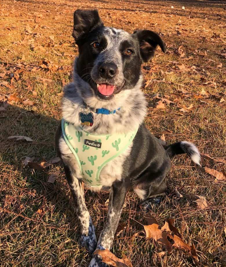 a Border Heeler with dog harness and collar sitting while smiling for a photo