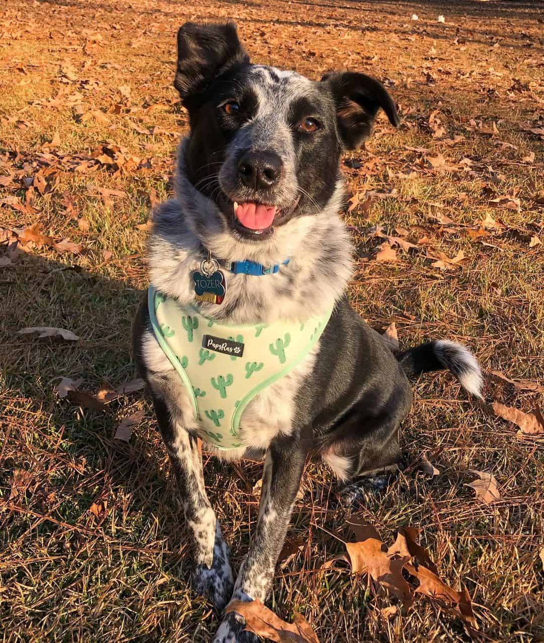 The Blue Heeler Border Collie mix Everything you need to know K9 Web