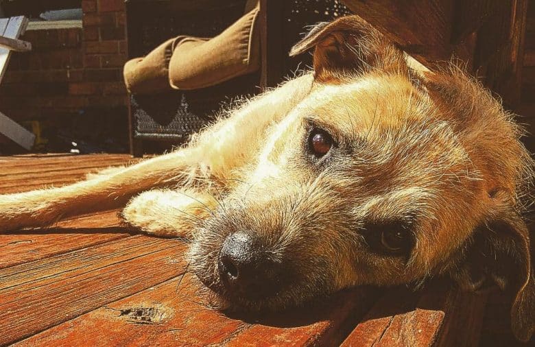 Border Terrier Lab mix lying on the floor