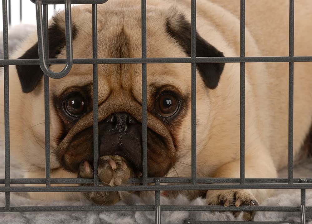 A Pug dog inside a wire dog crate