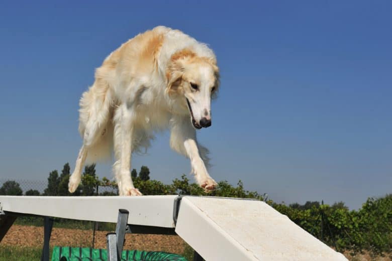 A purebred Borzoi doing an agility training