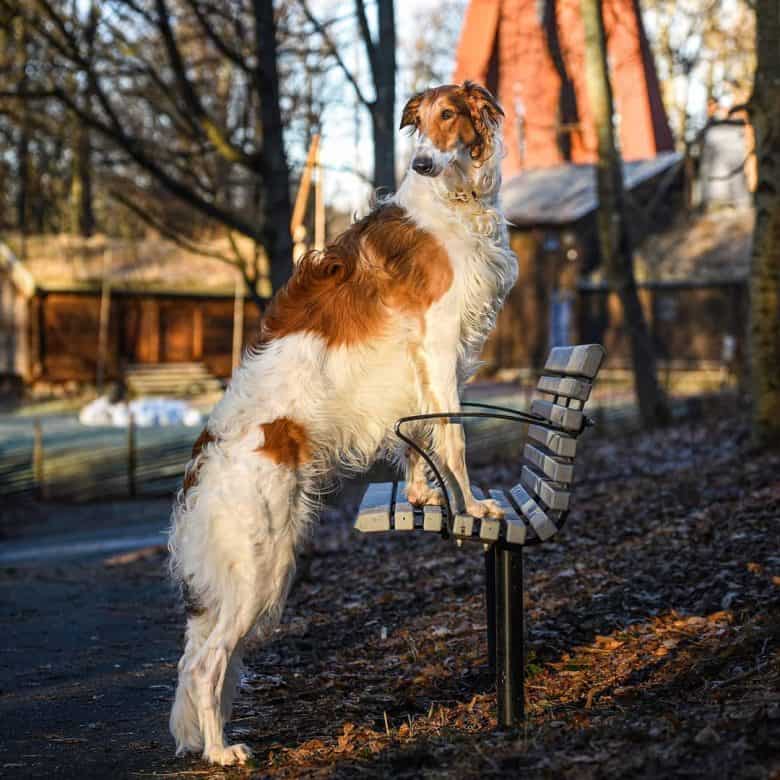 A Borzoi standing on a bench showcasing its height