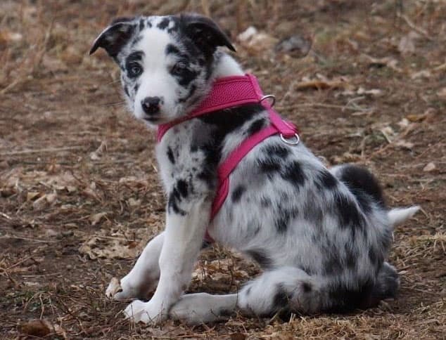 Boston Terrier and Aussie mix dog wearing pink harness