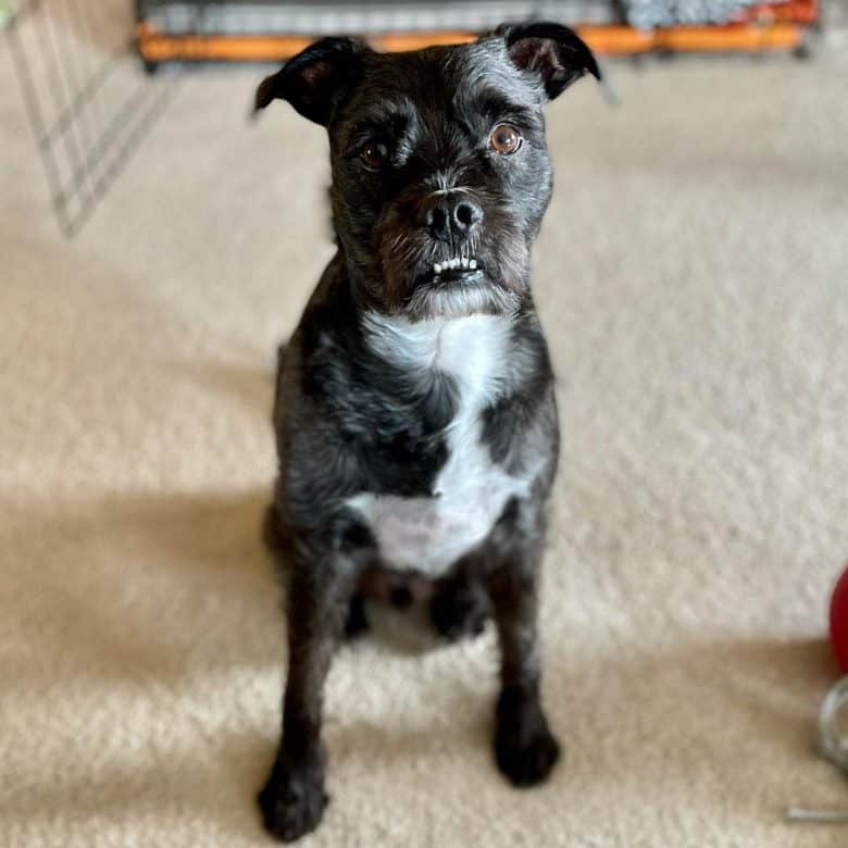 Boston terrier schnauzer mix sales puppies