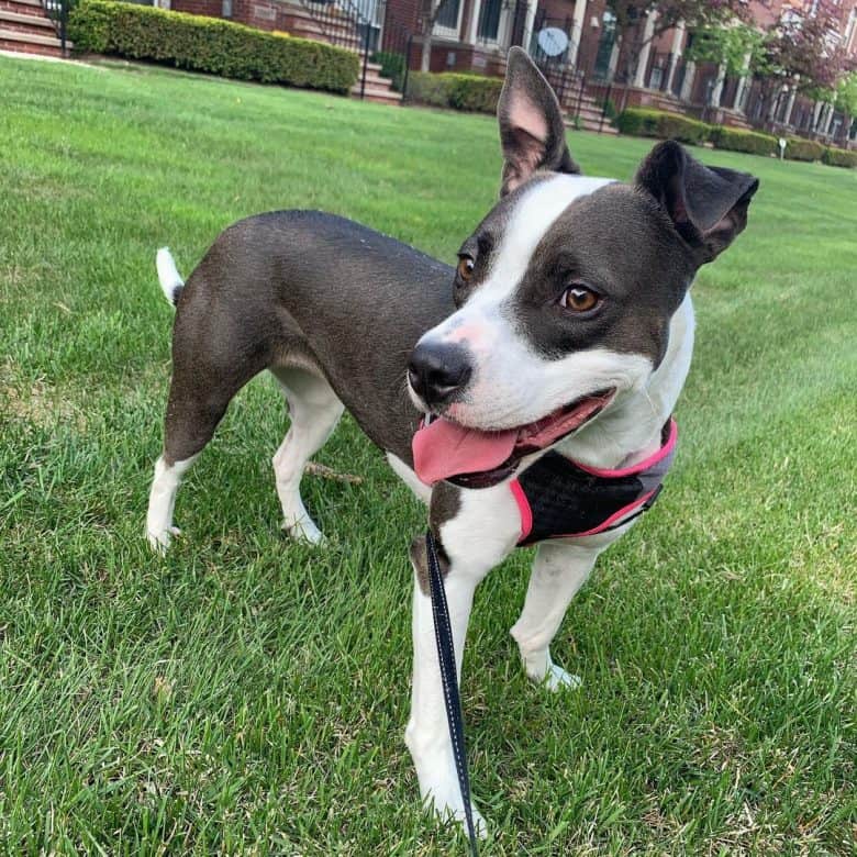 Boston Terrier and Pit Bull mix dog standing on the grass