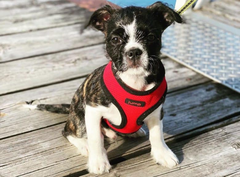 Boston terrier shih tzu mix puppies sale