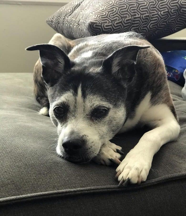 Boston Terrier Italian Greyhound mix laying down