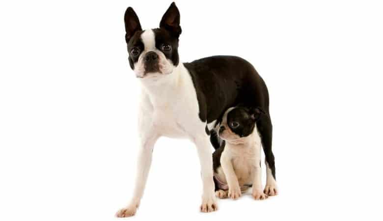 Boston Terrier mother dog and her puppy portrait