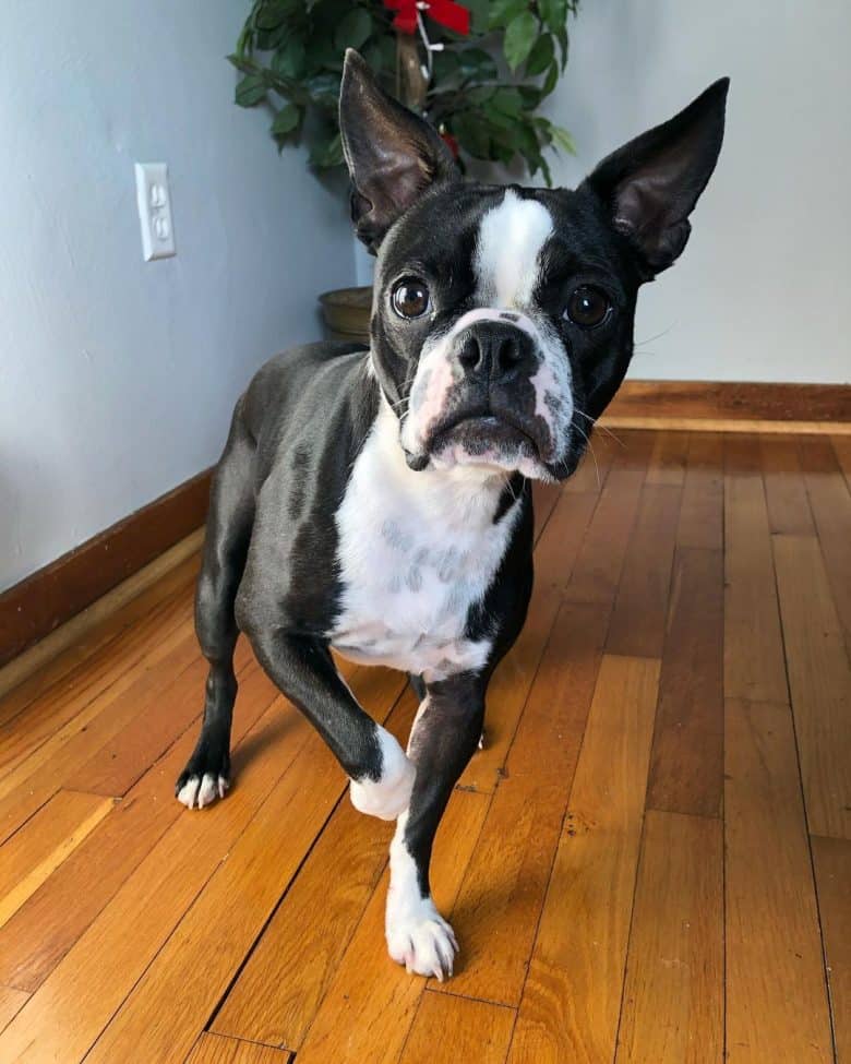 a Boston Terrier puppy standing on one leg